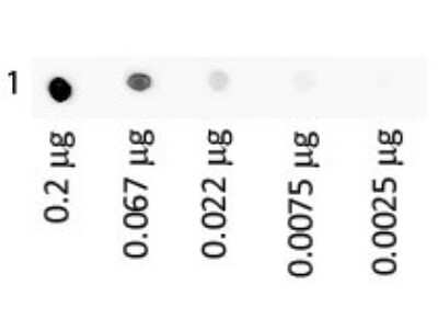 Dot Blot: Human IgA Isotype Control [FITC] [NBP1-97161] - Human IgA Fluorescein Load: 3-fold serial dilution starting at 200 ng Block: MB-070 for 30 min at RT